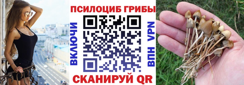 Купить  Каменск-Шахтинский  Галлюциногенные грибы Magic Shrooms 